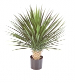 Yucca Rostrata Deluxe 80cm